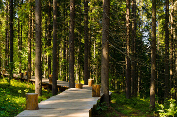 wooden path in a pine forest in summer on a sunny day