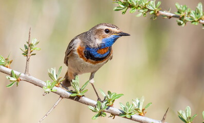 robin on a branch