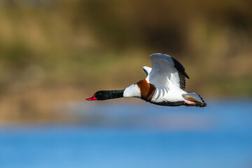 Common Shelduck, Tadorna tadorna, bird in flight over winter marshes