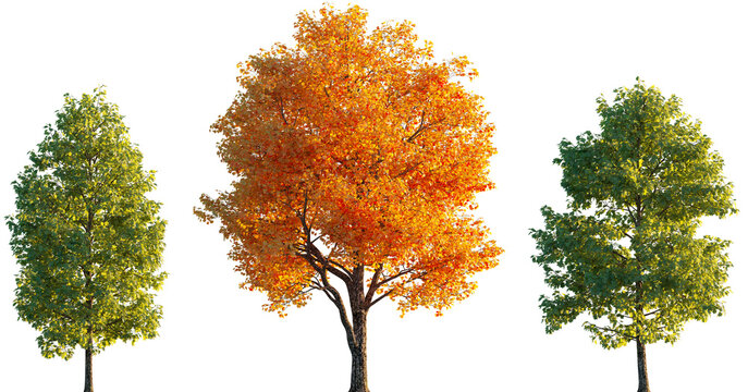 Liriodendron tulipifera trees isolated sunset lighting png on a transparent background premium cutout (tulip tree, tulipwood, whitewood, fiddletree, lynn-tree, hickory-poplar, and yellow-poplar)