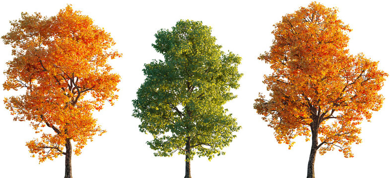 Liriodendron tulipifera trees isolated sunset lighting png on a transparent background premium cutout (tulip tree, tulipwood, whitewood, fiddletree, lynn-tree, hickory-poplar, and yellow-poplar)
