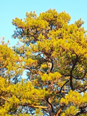 Majestic pine tree stands tall against the clear blue sky during bright afternoon light in a serene natural landscape