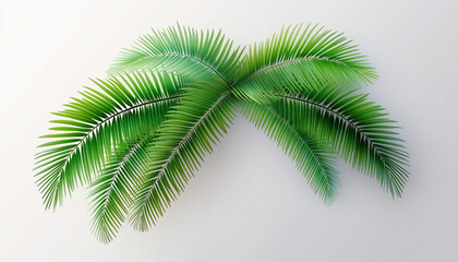 Fototapeta premium Üppige grüne Palmenblätter auf hellem Hintergrund
