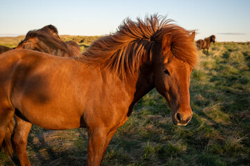 Fototapeta premium Group of icelandic horses grazing in a rural grassland sunset light in golden circle area with Vik in Iceland