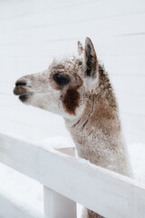 portrait of a white alpaca
