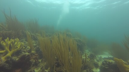 Obraz premium Underwater Seabed Scene With Varied Coral And Plants