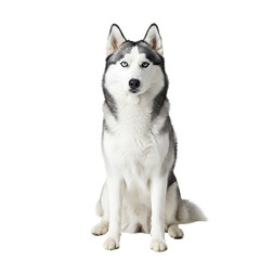 siberian husky dog  isolated on white background, PNG, wolf-like appearance, energetic, friendly, loyal, domestic animal, canine, sled dog