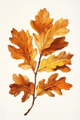 Vintage illustration of oak leaves on a white background for nature and botanical themes