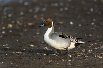 Northern Pintail, Anas acuta at winter in Slimbridge, England