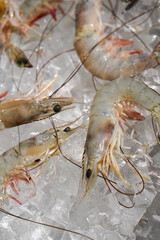 Fresh Shrimp on Ice