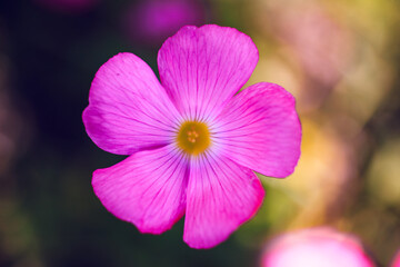 Blüte pink