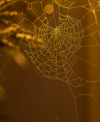 spider web with dew drops