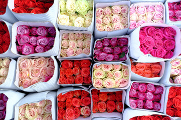 Freshly packed roses in shades of red, pink, and cream create a vibrant display. Their delicate petals and soft hues symbolize beauty and elegance