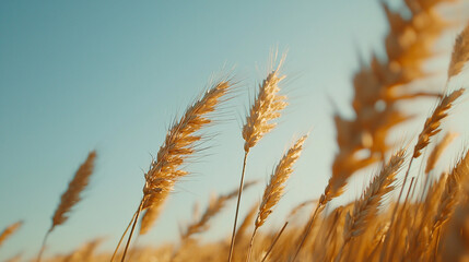 Golden wheat swaying gently in the breeze under a clear blue sky, showcasing a serene rural landscape
