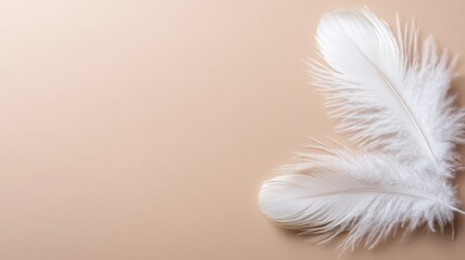 Obraz premium Two white feathers on beige background