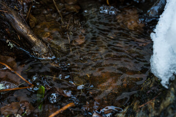Fototapeta premium Close-up of a stream flowing through a coniferous forestin winter