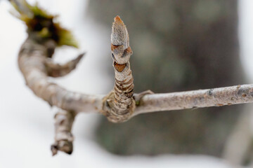 Winter close-up, tree buds