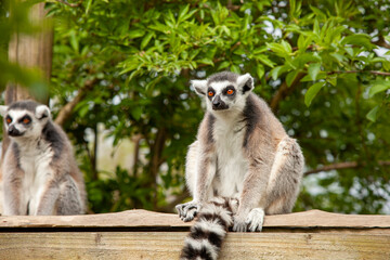 Curious Lemur Sitting on a Sturdy Timber Post at the Zoo, perches gracefully on a sturdy timber at the zoo, observing visitors with bright, inquisitive eyes, embodying the playful spirit of its lively