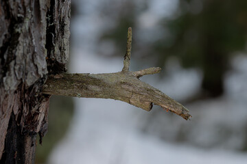 Close-up of winter, dead branches and tree trunk