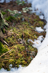 Close-up of winter, moss and snow