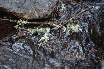 Close-up of a stream flowing through a coniferous forestin winter