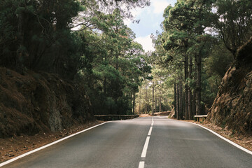 Obraz premium Serene asphalt road winds through a lush, green pine forest. Sunlight filters through the trees, creating a picturesque and peaceful driving scene. Perfect for travel, nature, and road trip themes.