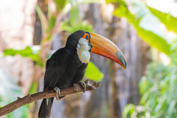 tucan photographs in their natural habitat in the middle of nature