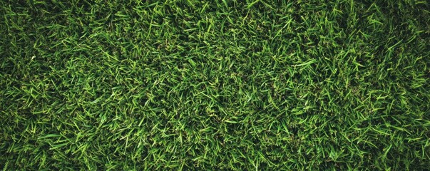 Vibrant Green Grass Texture: A Lush, Natural Background