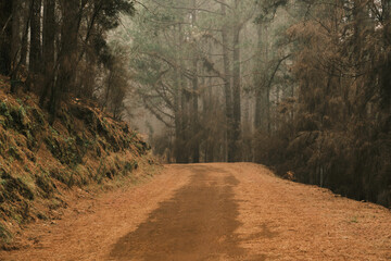Naklejka premium Misty forest path winds through tall pine trees. A tranquil scene perfect for nature lovers and travel imagery. Golden hour light enhances the autumnal colors.