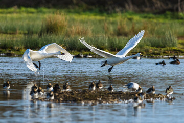 Tundra Swan, Bewick's Swan, Cygnus columbianus in flight at winter in Slimbridge, England