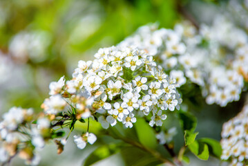 Bird cherry branches in the garden in spring
