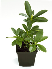 Rododendron w doniczce z zielonymi liśćmi