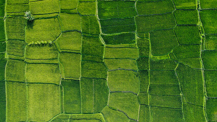 The famous rice fields of Bali, Indonesia, seen from above