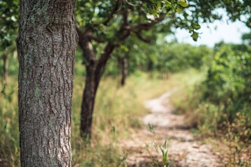 Beautiful pathway through a green forest with trees in summer sunlight and soft focus on the ground
