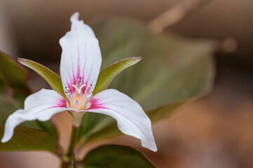 Close up of a white trillium
