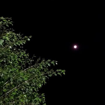 Luna de tras de hojas