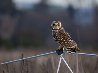 short-eared owl perched