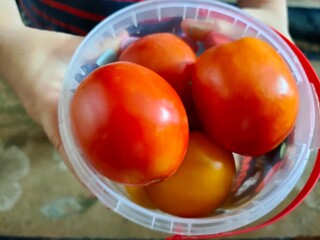 A small child hand holding organic green natural healthy food produce tomatoes. Tomatoes held in the hands. Selective focus. Kid