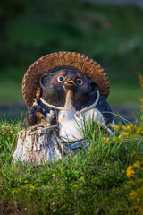 Japanese statue of Drunken Badger or Racoon Dog