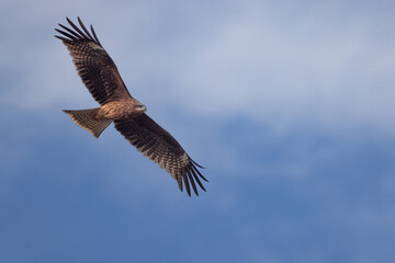 Obraz premium Japanese Kite tail Hawk in flight