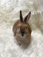 Cute bunny on white fur carpet 