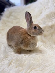 Cute bunny on white fur carpet 