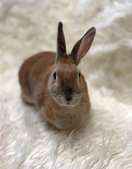 Cute bunny on white fur carpet 
