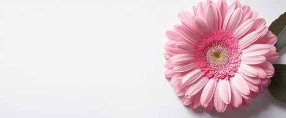 Pink Gerbera Daisy Flower on White Background