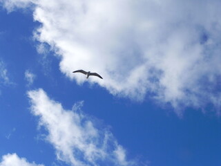 Seagull in flight