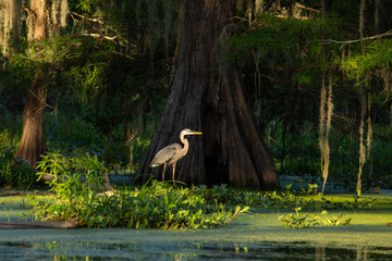 Blue Heron by a Cypress