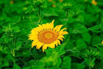 A vibrant yellow sunflower in full bloom stands majestically, capturing attention with its bright color, while being beautifully framed by lush green leaves that enhance its natural beauty.
