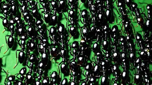 Macro Photography of Black Ants on Green Background: A Detailed Look at Ant Colony Behavior
