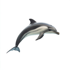 Fototapeta premium Dolphin leaping, sleek body, white background.