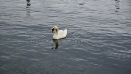 A serene white swan gracefully floating on calm, rippling water, with its reflection visible. The tranquil setting evokes peace and natural beauty.